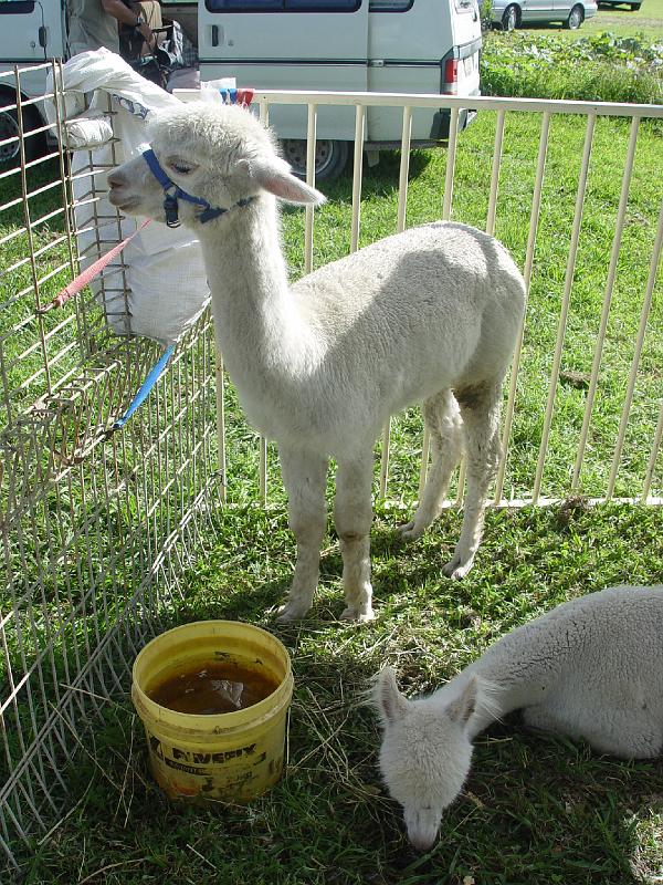 Ghinni-alpacas 007.jpg